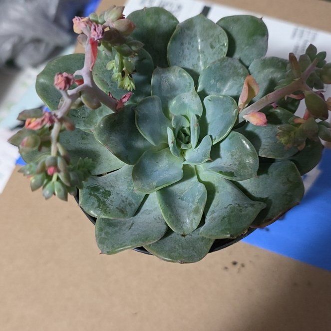 Photo of the plant species Echeveria Galaxy Blue by @KindNatallily97 named Keanu Leaves on Greg, the plant care app