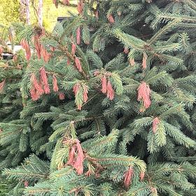 Photo of the plant species Norway Spruce by @SnappyRimu13 named James Dean on Greg, the plant care app