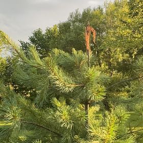 Photo of the plant species Scots Pine by @SnappyRimu13 named Cleopatra on Greg, the plant care app