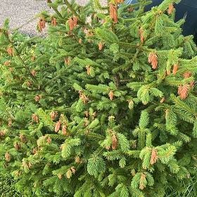 Photo of the plant species Eastern Spruce by @SnappyRimu13 named Keanu Leaves on Greg, the plant care app