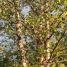 Photo of the plant species River Birch by @SnappyRimu13 named Kobe on Greg, the plant care app