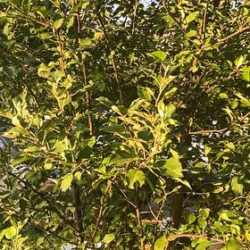 Photo of the plant species Autumn Olive by @SnappyRimu13 named Dolores on Greg, the plant care app