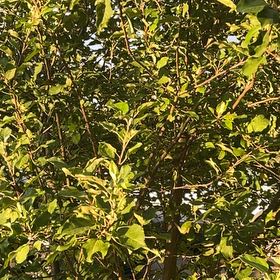 Photo of the plant species Camphor by @SnappyRimu13 named Figyonce on Greg, the plant care app