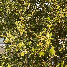 Photo of the plant species Autumn Olive by @SnappyRimu13 named Orwell on Greg, the plant care app