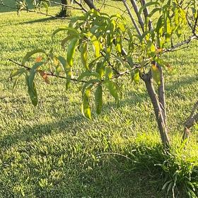 Photo of the plant species Peach Tree by @SnappyRimu13 named Rihanna on Greg, the plant care app