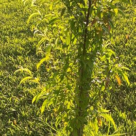 Photo of the plant species Peach Tree by @SnappyRimu13 named Gaga on Greg, the plant care app