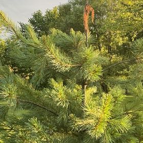 Photo of the plant species Scots Pine by @SnappyRimu13 named Elina on Greg, the plant care app