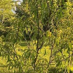 Photo of the plant species Peach Tree by @SnappyRimu13 named Tupot amaroot on Greg, the plant care app
