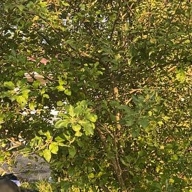 Photo of the plant species Japanese Barberry by @SnappyRimu13 named Austen on Greg, the plant care app