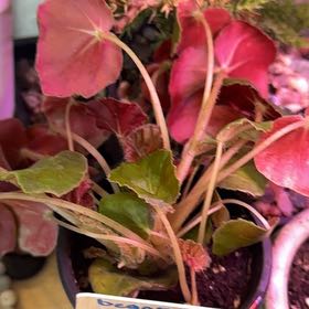 Photo of the plant species Beefsteak Begonia by @DotsSpot named Begonia on Greg, the plant care app