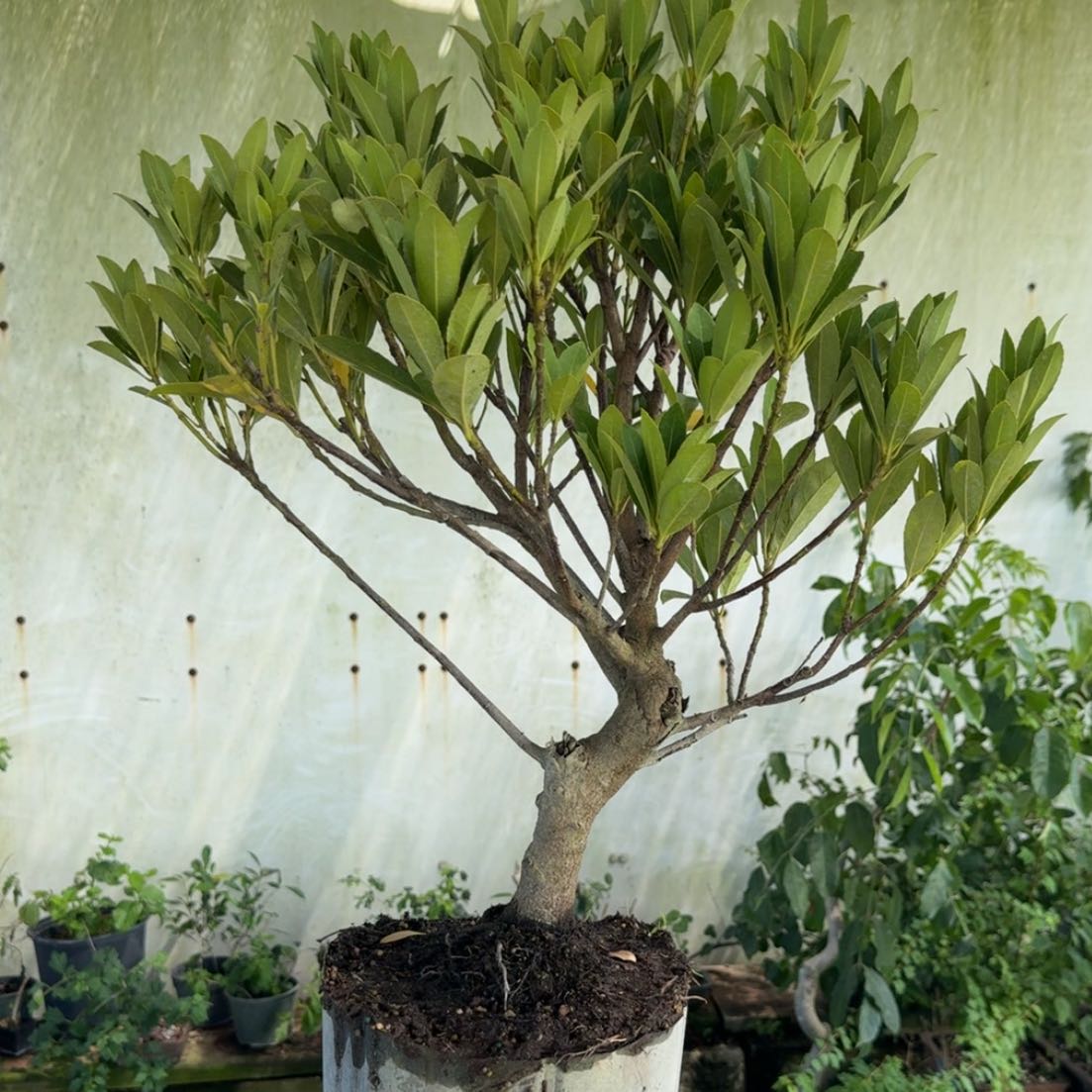 Photo of the plant species European Blueberry by @DotsSpot named Bonsai on Greg, the plant care app