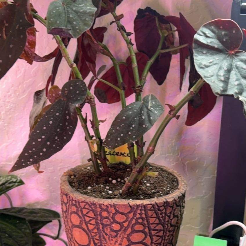 Photo of the plant species Begonia 'Pink Spot' by @DotsSpot named Begonia Firecracker on Greg, the plant care app