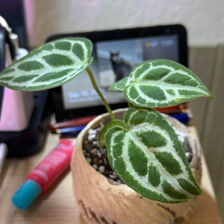 Photo of the plant species Anthurium Dorayaki by @DotsSpot named Anthurium Dorayaki on Greg, the plant care app