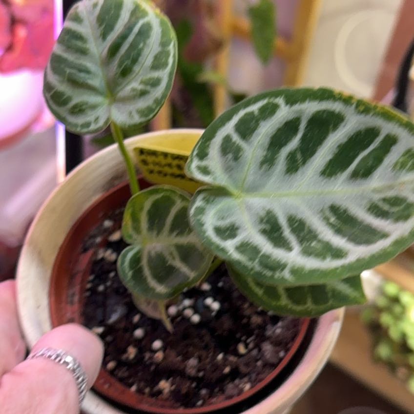Photo of the plant species Silver Blush by @DotsSpot named Anthurium Silver Blush on Greg, the plant care app