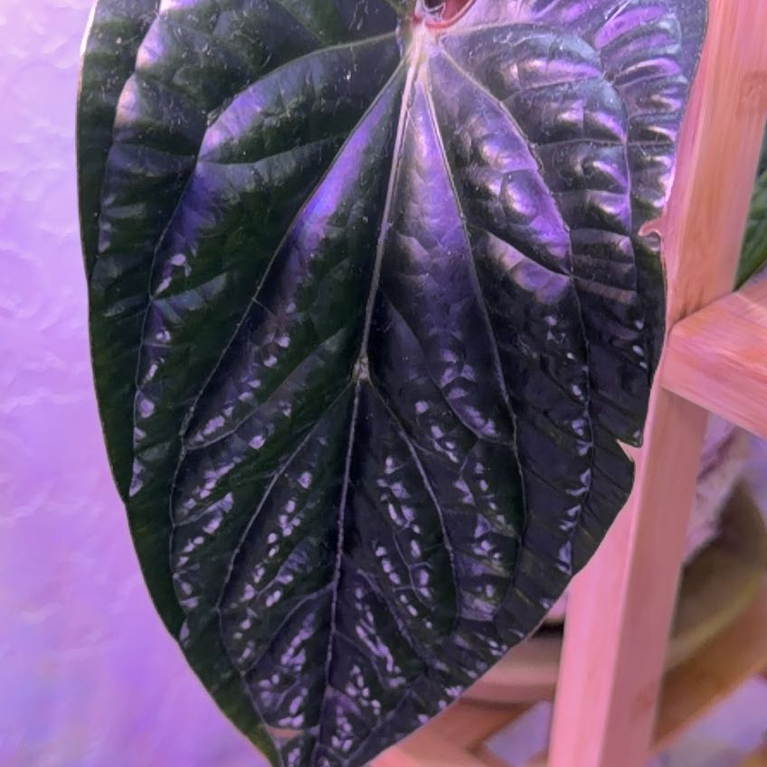 Photo of the plant species Anthurium Luxurians by @DotsSpot named Anthurium Luxurians on Greg, the plant care app
