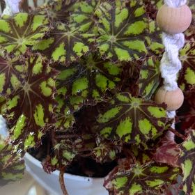 Photo of the plant species Tiger Kitten Begonia by @DotsSpot named Begonia Tiger Kitten on Greg, the plant care app