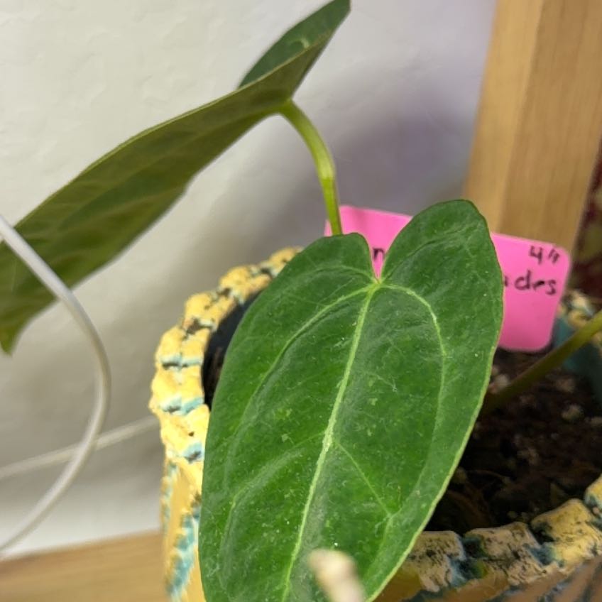 Photo of the plant species King Of Spades X Portillae by @DotsSpot named Anthurium KOS x Port on Greg, the plant care app