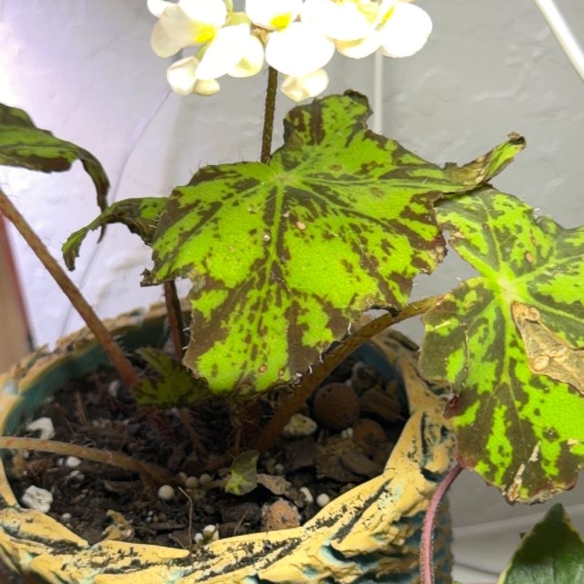 Photo of the plant species Maple leaf begonia by @DotsSpot named Begonia Maple Leaf on Greg, the plant care app