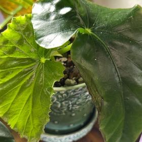 Photo of the plant species Begonia x Chungii by @DotsSpot named Begonia Chungii on Greg, the plant care app