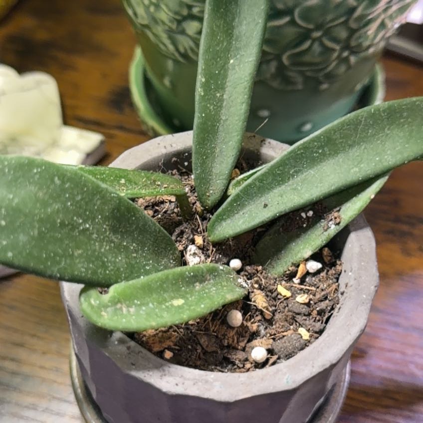 Photo of the plant species Hoya Minibelle by @DotsSpot named Hoya Minibelle on Greg, the plant care app