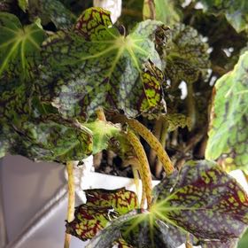 Photo of the plant species Begonia decora by @DotsSpot named Begonia Deco Checks on Greg, the plant care app