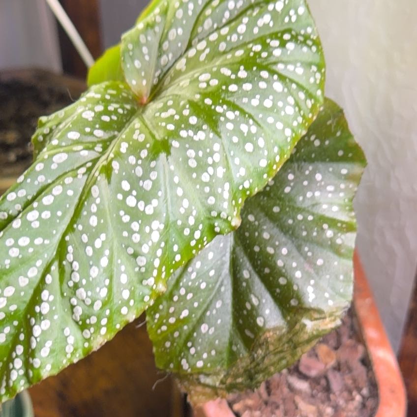 Photo of the plant species Looking Glass Cane Begonia by @DotsSpot named Begonia Looking Glass on Greg, the plant care app