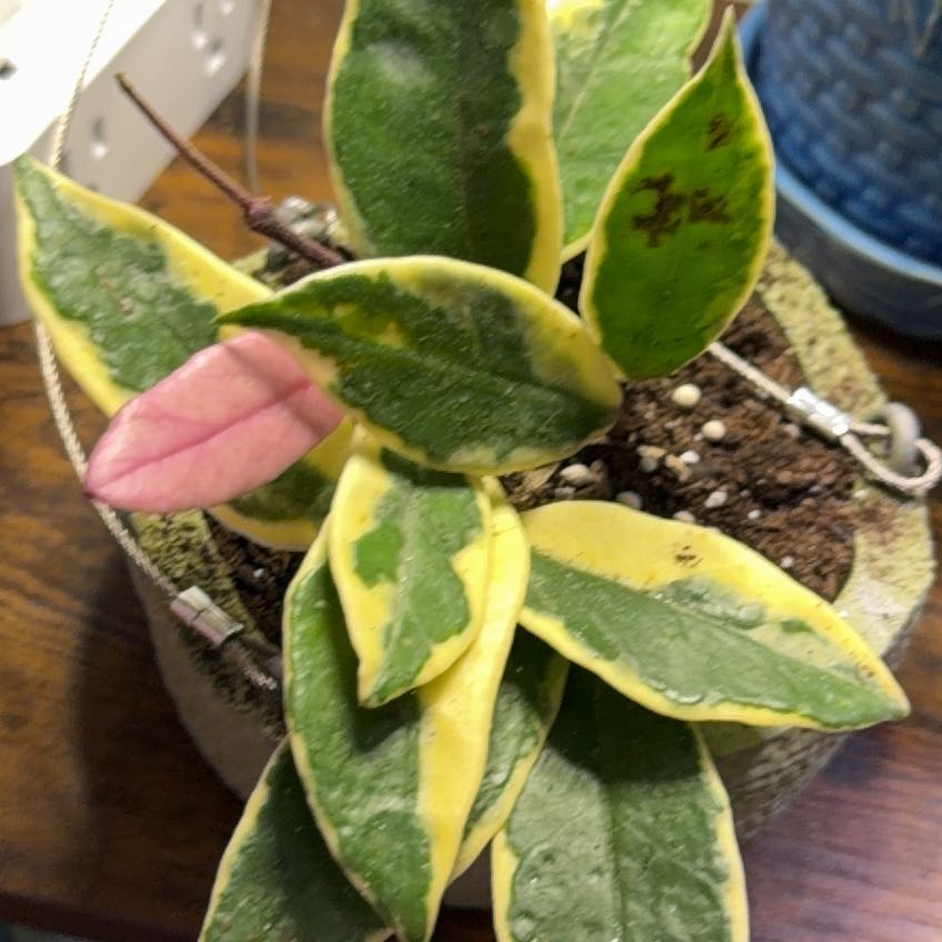 Photo of the plant species Hoya acuta 'Variegata' by @DotsSpot named Hoya Acuta Albo (Outer Variegated) on Greg, the plant care app
