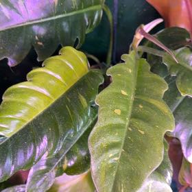 Photo of the plant species Philodendron Narrow Tiger Tooth by @DotsSpot named Philodendron Tiger Tooth on Greg, the plant care app
