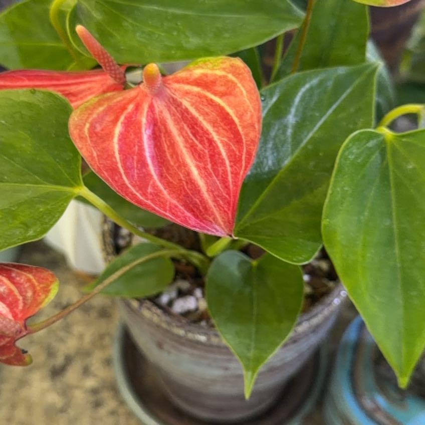 Photo of the plant species Anthurium 'Red Flamingo' by @DotsSpot named Anthurium Red Flamingo on Greg, the plant care app