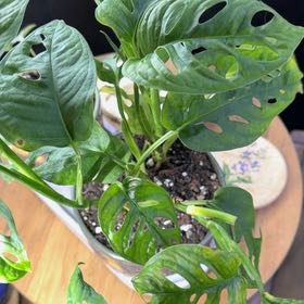 Photo of the plant species Monstera Adansonii Variegated by @DotsSpot named Monstera Adansonii on Greg, the plant care app