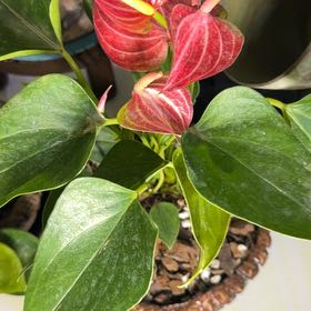 Photo of the plant species Anthurium 'Red Flamingo' by @DotsSpot named Anthurium Red Flamingo on Greg, the plant care app