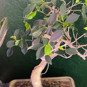 Photo of the plant species Tiger Bark Ficus by @DotsSpot named Bonsai Tiger Bark Ficus on Greg, the plant care app