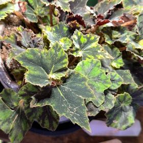 Photo of the plant species Begonia Tiger Paws by @DotsSpot named Begonia Tiger Paws on Greg, the plant care app