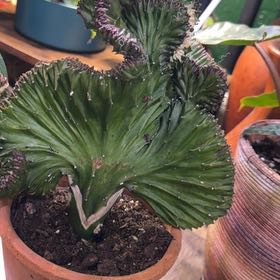 Photo of the plant species Crinum 'Mermaid' by @DotsSpot named Cactus Mermaid Tail on Greg, the plant care app