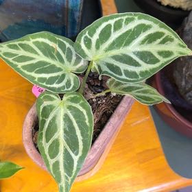 Photo of the plant species Silver Blush by @DotsSpot named Anthurium Silver x Ferrari on Greg, the plant care app