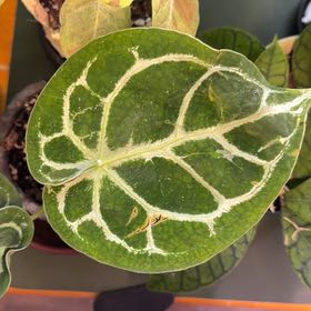 Photo of the plant species Ace Of Spades by @DotsSpot named Anthurium AOS x Domino on Greg, the plant care app