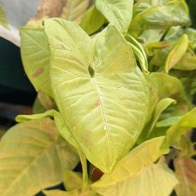Photo of the plant species Creamsicle Arrowhead Plant by @DotsSpot named Syngonium Creamsicle on Greg, the plant care app