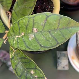 Photo of the plant species Hoya 'Callistophylla' by @DotsSpot named Hoya Callistophylla on Greg, the plant care app