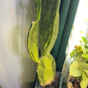 Photo of the plant species Variegated Prickly Pear Cactus by @DotsSpot named Cactus Prickly Pear on Greg, the plant care app