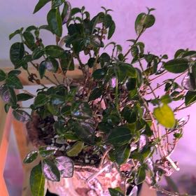 Photo of the plant species Tree Boxwood by @DotsSpot named Bonsai Boxwood on Greg, the plant care app