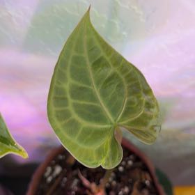 Photo of the plant species Clarinervium Anthurium by @DotsSpot named Anthurium Clari x Queen on Greg, the plant care app
