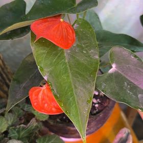 Photo of the plant species Anthurium 'Red Flamingo' by @DotsSpot named Anthurium Red Flamingo on Greg, the plant care app