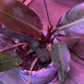 Photo of the plant species McColley's Finale by @DotsSpot named Philodendron McColley’s Finalo on Greg, the plant care app