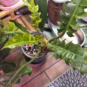 Photo of the plant species Philodendron Narrow Tiger Tooth by @DotsSpot named Philodendron Tiger Tooth on Greg, the plant care app
