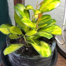 Photo of the plant species Hoya acuta 'Variegata' by @DotsSpot named Hoya Acuta Albo (Outer Variegated) on Greg, the plant care app