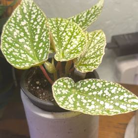 Photo of the plant species Snowcapped Begonia by @DotsSpot named Begonia Snowcapped on Greg, the plant care app