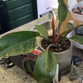 Photo of the plant species Rojo Congo by @DotsSpot named Philodendron Rojo Congo on Greg, the plant care app