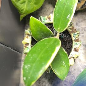 Photo of the plant species Albo Marginata Hoya Verticillata by @DotsSpot named Hoya Verticillata ‘white margins’ on Greg, the plant care app