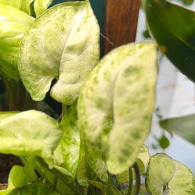 Photo of the plant species Creamsicle Arrowhead Plant by @DotsSpot named Syngonium Creamsicle on Greg, the plant care app