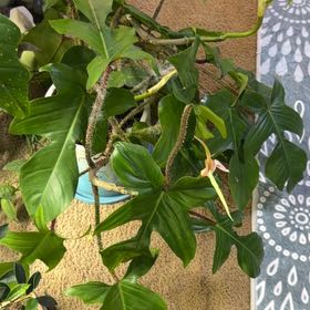 Photo of the plant species Philodendron Black Cardinal x Florida Beauty by @DotsSpot named Philodendron BC x FG on Greg, the plant care app